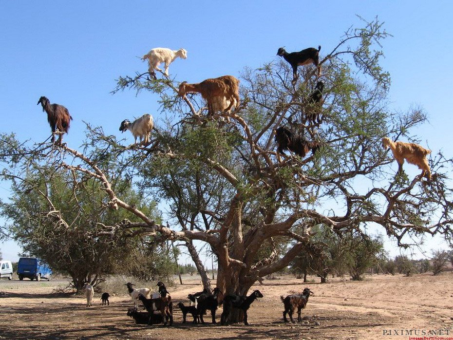 goats-on-trees-in-morocco-1