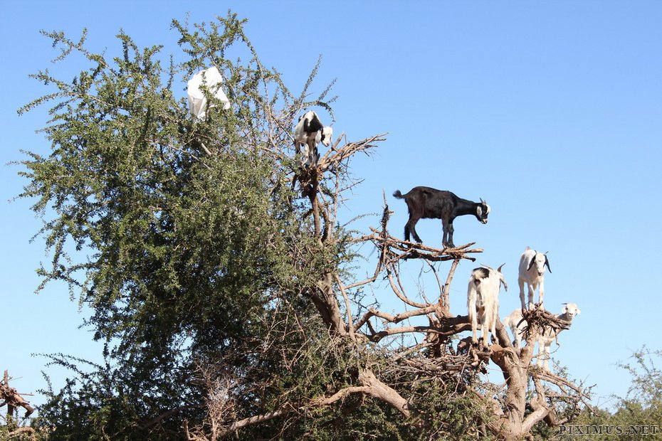 goats-on-trees-in-morocco-4