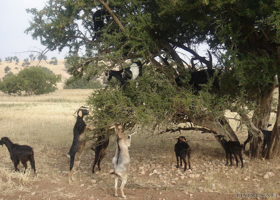 goats-on-trees-in-morocco-7